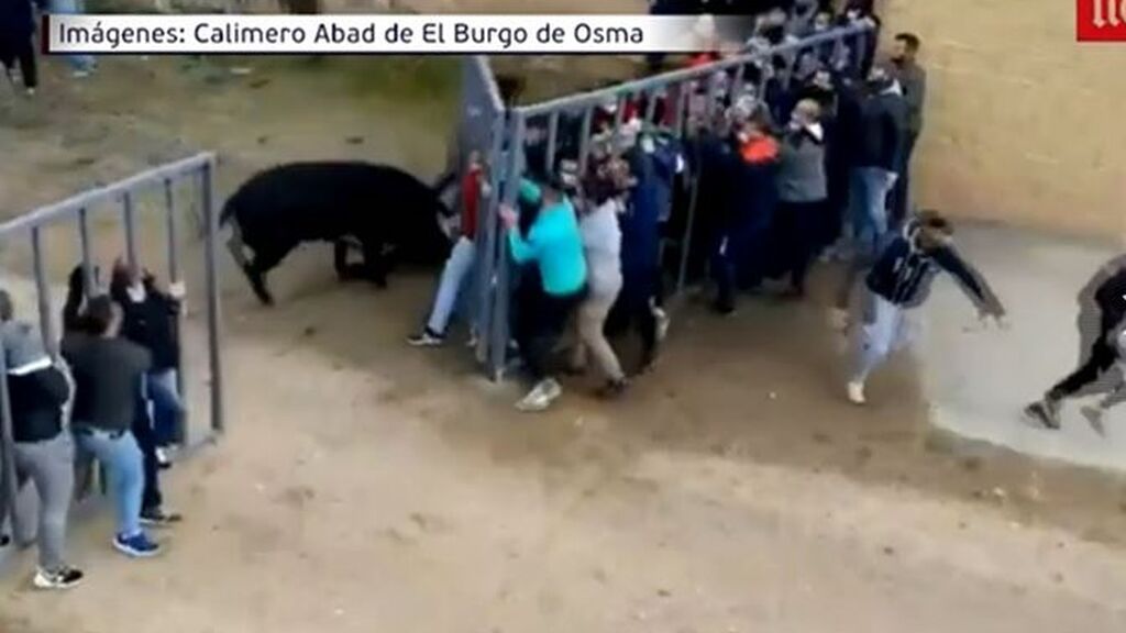 Un toro siembra el pánico en un encierro en Valladolid