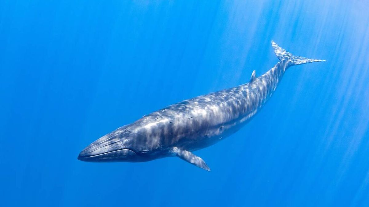 Una ballena puede consumir más de tres millones de microplásticos cada día Una ballena puede consumir más de tres millones de microplásticos cada día