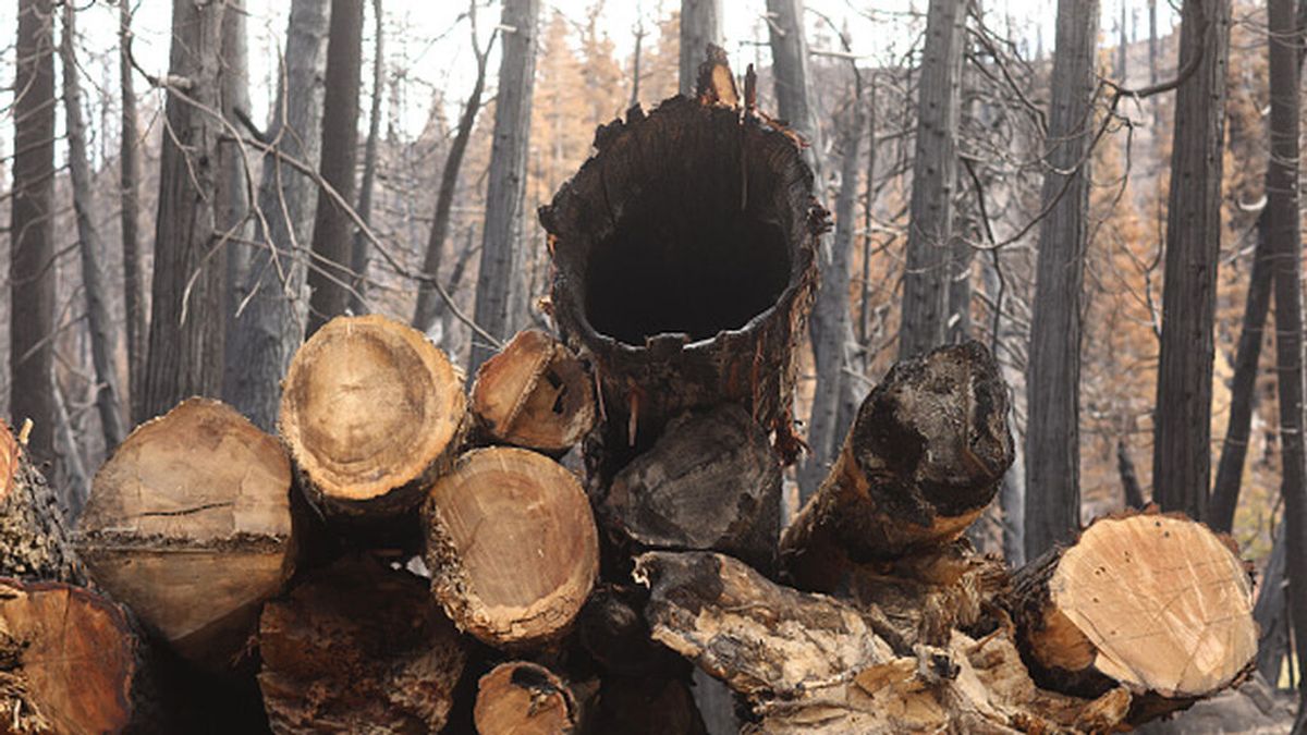 California: detienen a dos pirómanos acusados de causar el masivo incendio del verano California: detienen a dos pirómanos acusados de causar el masivo incendio del verano