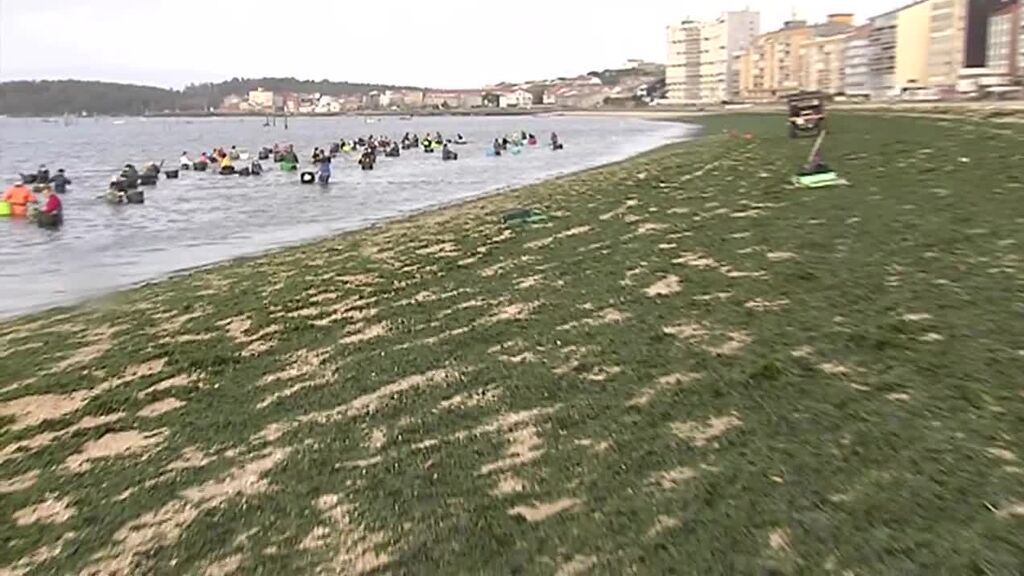 Una extraña plaga de algas en Vilagarcía de Arosa pone en peligro la campaña de recogida de las almejas de carril