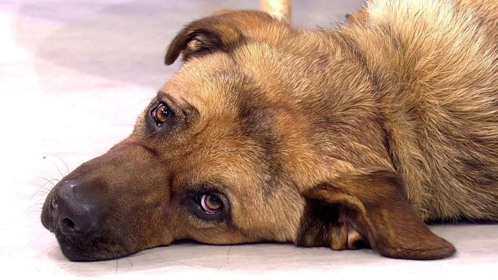 Tokio necesita una familia y un nuevo hogar