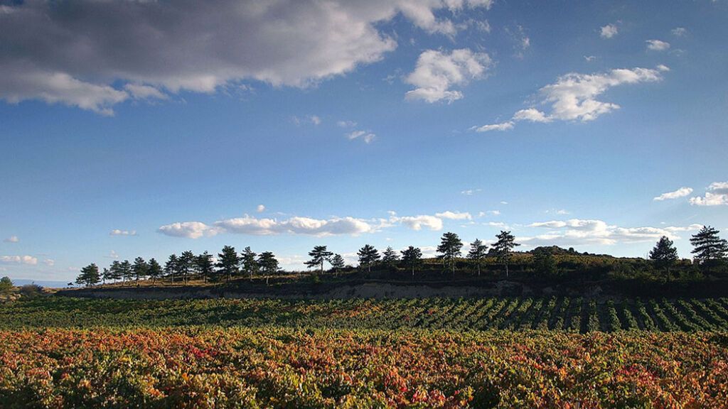 Viñedos Bodegas Muga