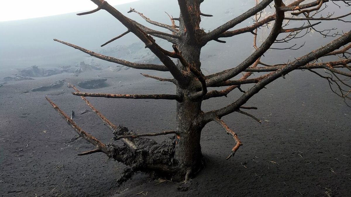El árbol resistente a la lava