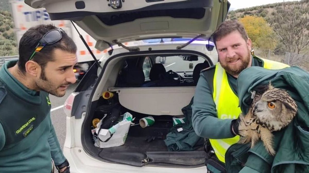 Rescatan de la autovía de Jaén un búho herido que estaba poniendo en peligro la circulación Rescatan de la autovía de Jaén un búho herido que estaba poniendo en peligro la circulación