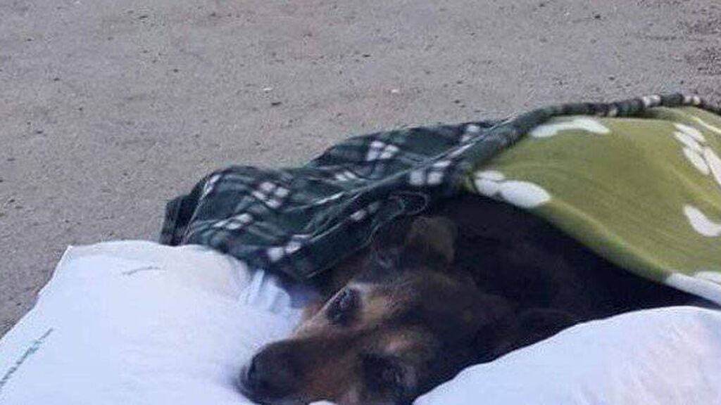 Lleva por última vez a su perrita Greta, enferma terminal, a su playa favorita y las redes lloran