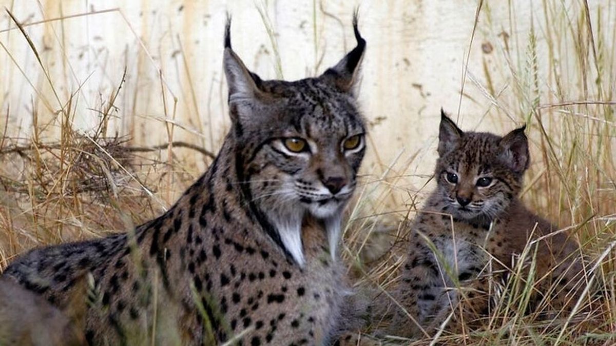 WWF ve necesario triplicar la población de linces hasta 2040 y evitar atropellos y furtivismo para proteger a la especie WWF ve necesario triplicar la población de linces hasta 2040 y evitar atropellos y furtivismo para proteger a la especie