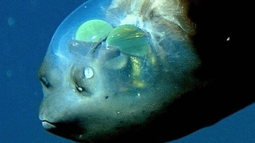 Científicos captan imágenes de un extraño pez de cabeza transparente en el fondo del mar
