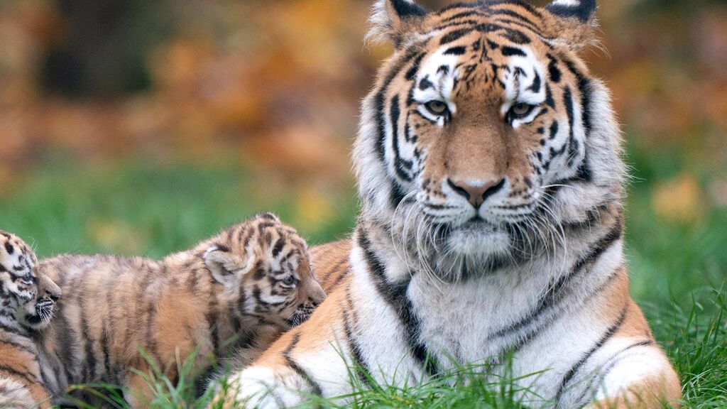 El zoo de Chile prueba una vacuna experimental contra la covid para tigres y leones