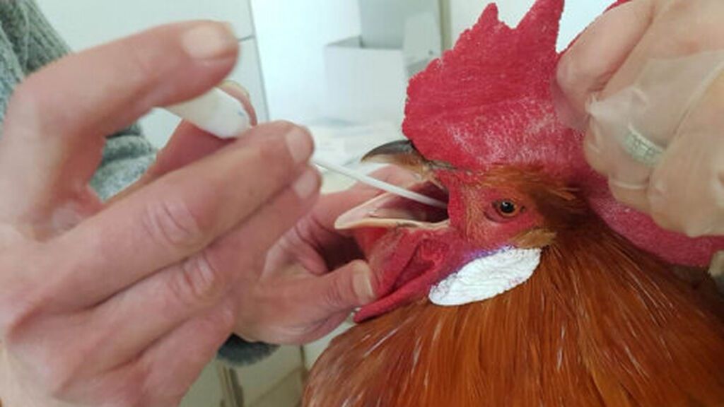 La Feria Avícola de El Prat somete a pruebas PCR a 72 aves para evitar un brote de gripe aviar