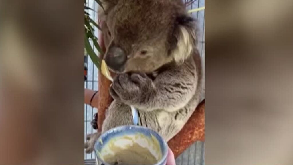 Un koala que sabe usar la cuchara: el animal australiano ha conquistado a la Red