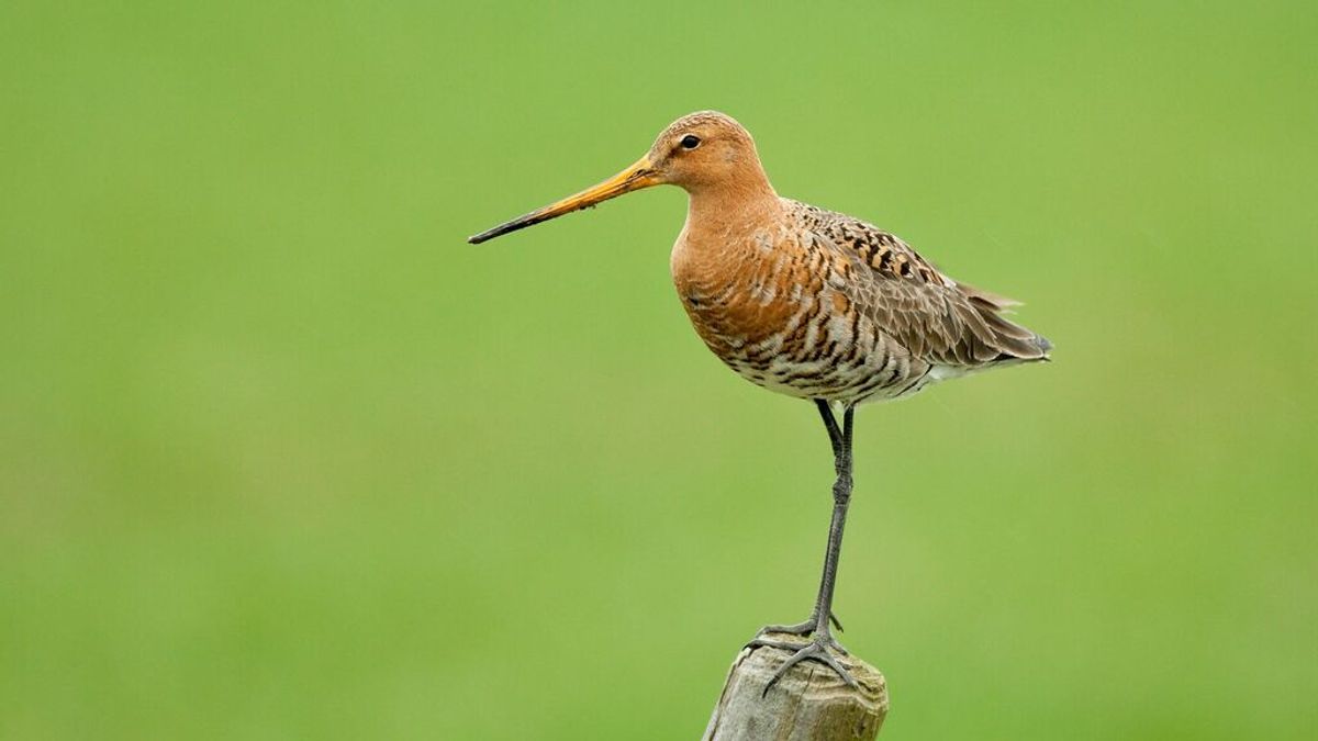 La mitad de las aves en España están en declive y 22 están en peligro de extinción