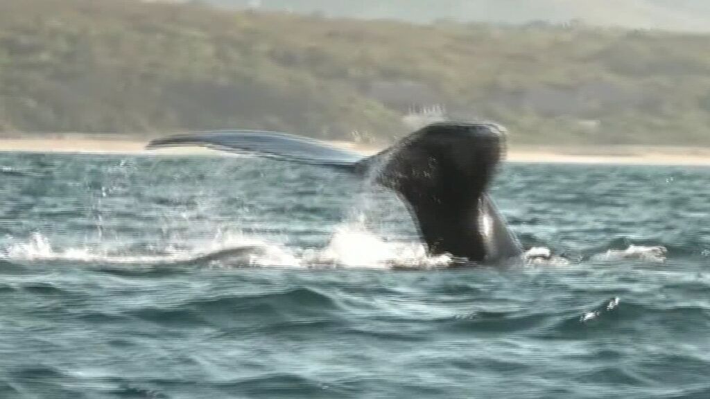 Las ballenas jorobadas deleitan a los turistas en la costa de México