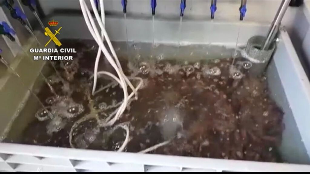 Intervenidos casi 70 kilos de centollas en el puerto de Caión en un operativo contra el furtivismo