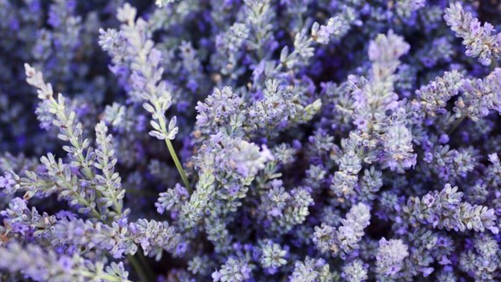 Entre las mejores plantas repelentes, nos encontramos con la lavanda.