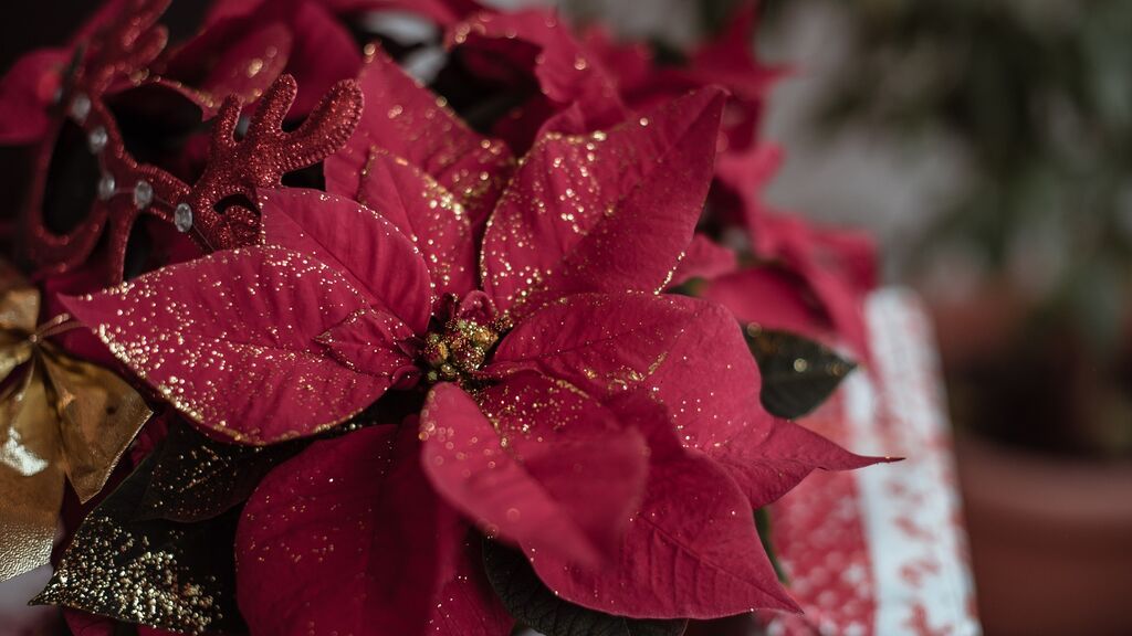 Cómo cuidar de una Flor de Pascua