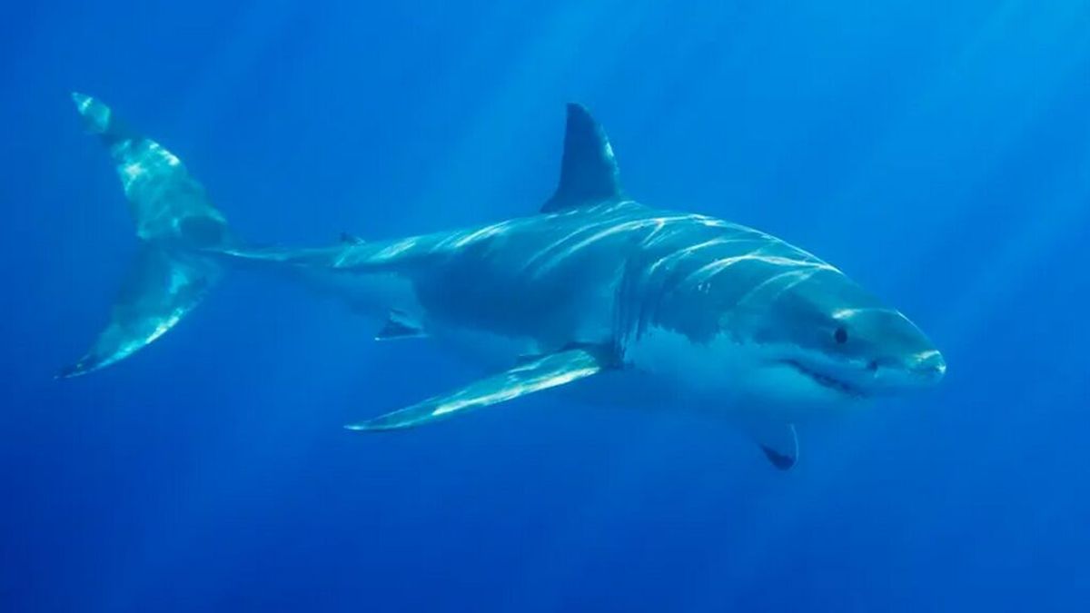 Muere un surfista por el ataque de un tiburón blanco en una playa de California