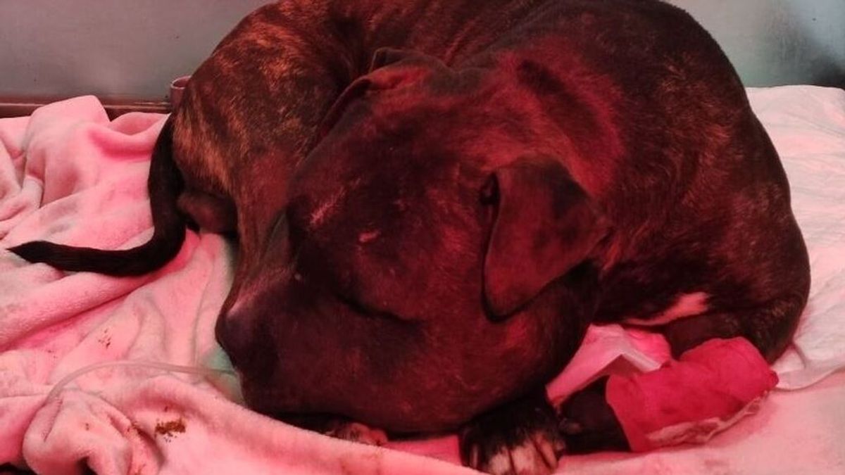 Investigado un vecino de Madrid por tirar a su perro desde un quinto piso en Nochebuena Investigado un vecino de Madrid por tirar a su perro desde un quinto piso en Nochebuena