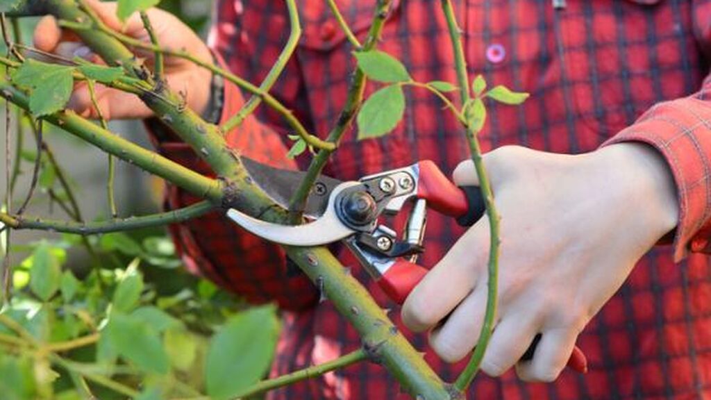 Además, deberás eliminar aquellas ramas que no produzcan flores.