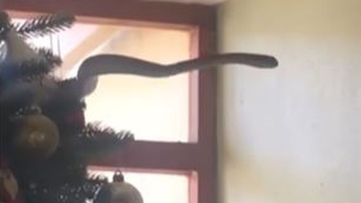 Encuentran en su árbol de Navidad una de las serpientes más venenosas del mundo