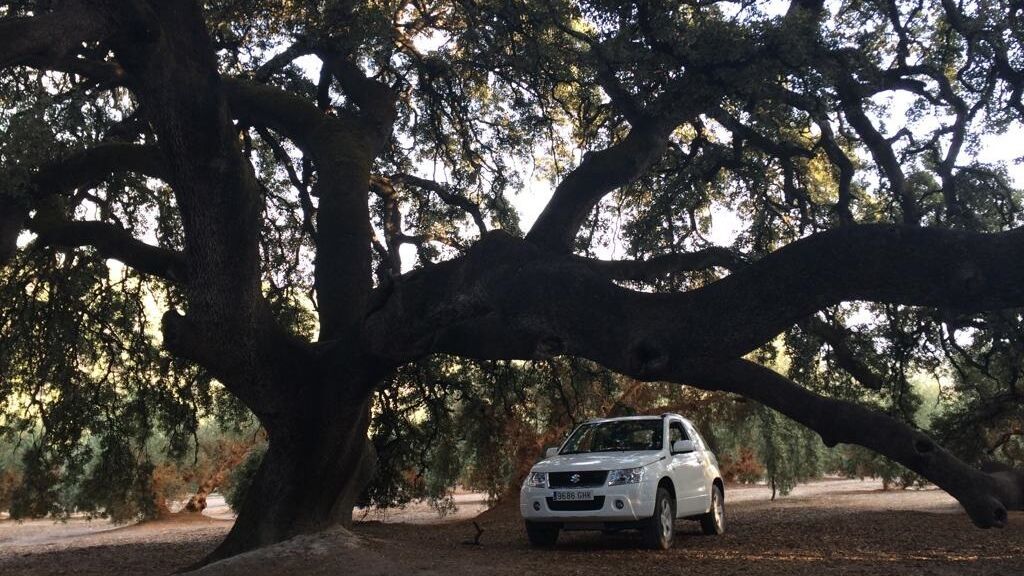 Encina milenaria de Rute antes de la rotura