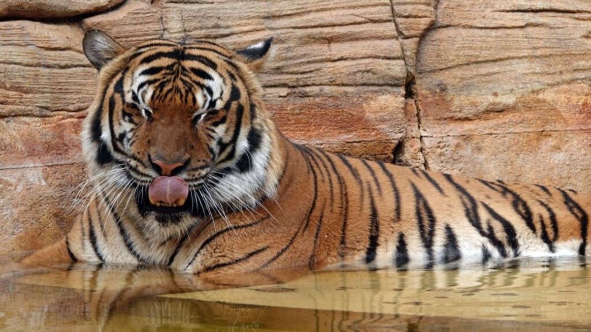 Matan a un tigre malayo de un zoológico de Florida tras morder el brazo a un empleado de limpieza
