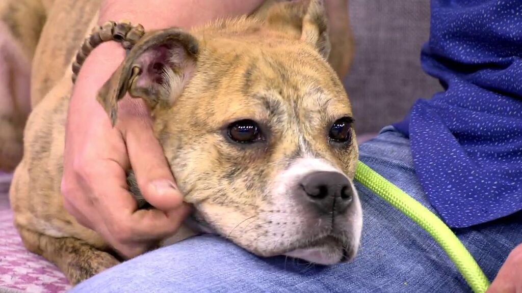 Sira, una perrita muy cariñosa que necesita un nuevo hogar