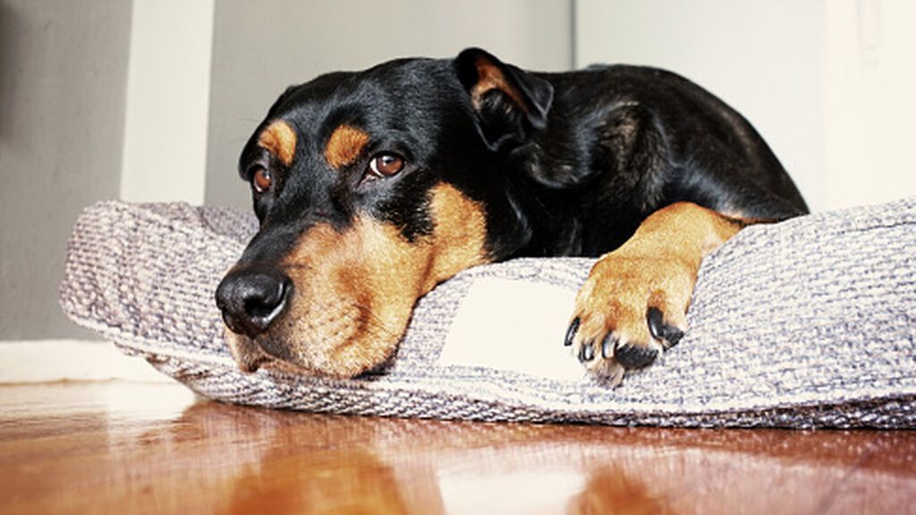 gettyimages-520433124-170667a