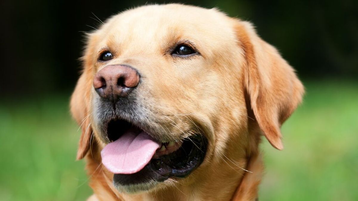 Un perro Labrador salva la vida de su dueña al 'olfatear' que tenía cáncer de pecho