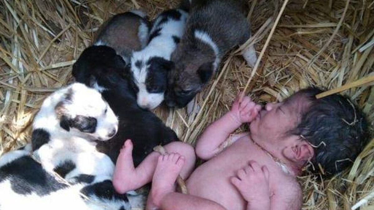 Un grupo de perros le salva la vida a una bebé recién nacida que había sido abandonada en el bosque