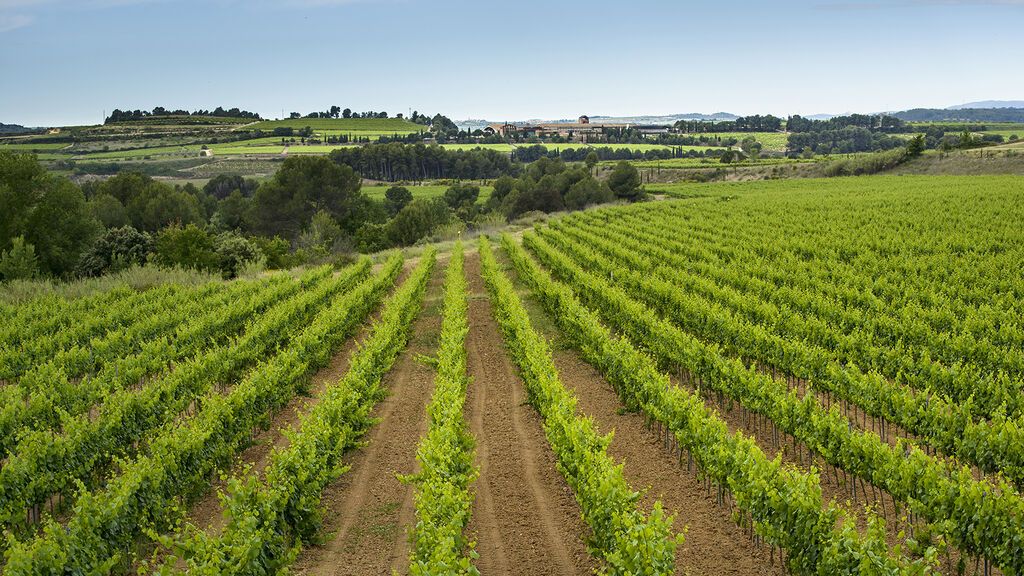 Viñedo de Juvé & Camps