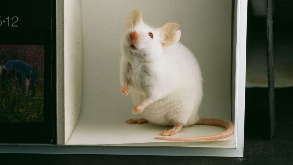 Identifican los ratones como origen de ómicron: "Las mutaciones se solapan"