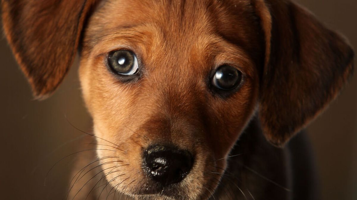 Entra en vigor la ley de bienestar animal: "Cuidado con el perro, tiene sentimientos" Entra en vigor la ley de bienestar animal: "Cuidado con el perro, tiene sentimientos"