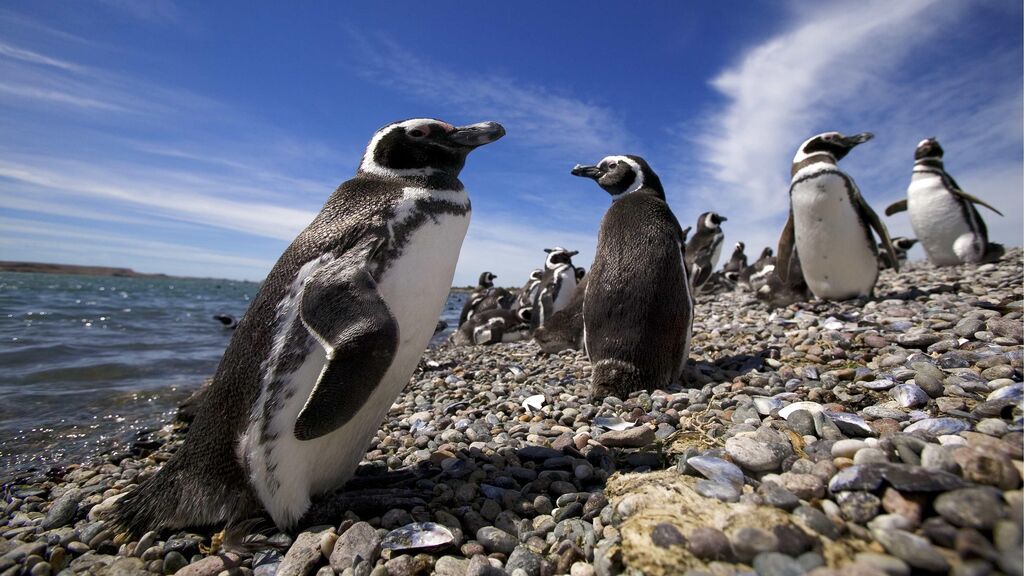 Se confirma la muerte masiva de pingüinos de Magallanes por una ola de calor extrema