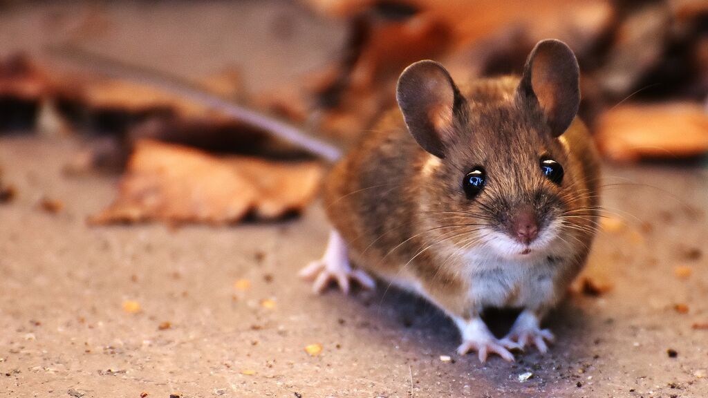 Científicos chinos identifican a los ratones como el posible origen de la variante ómicron