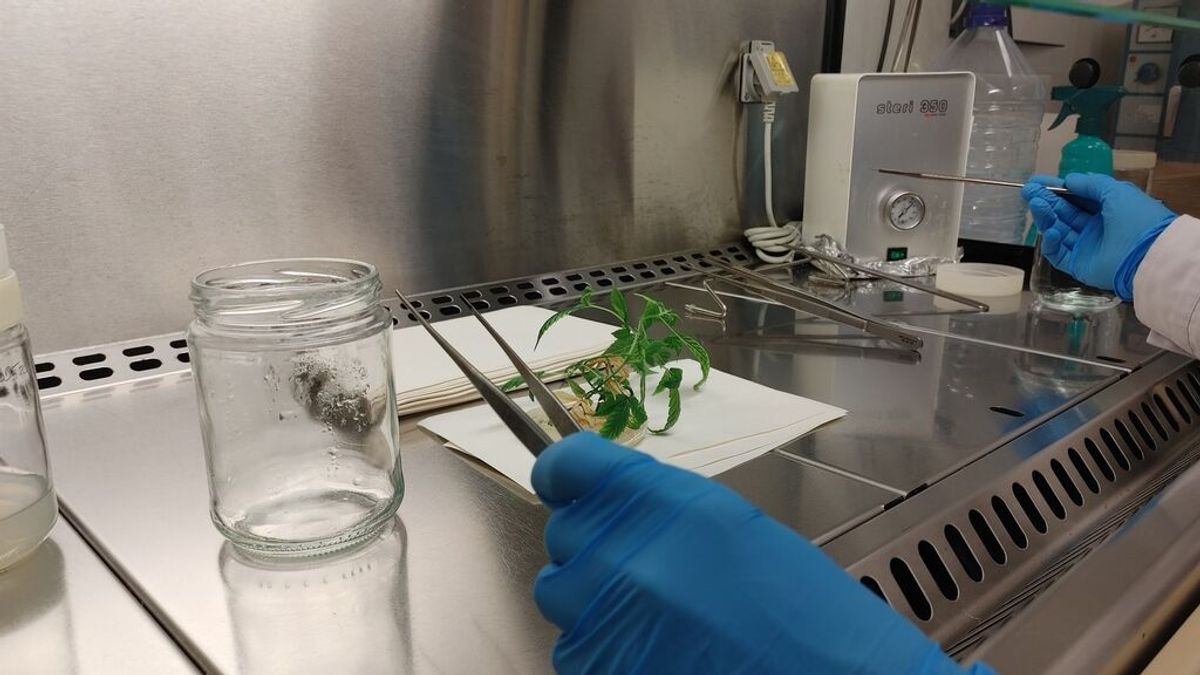 Cultivo de plantas de cannabis in vitro para uso farmacológico