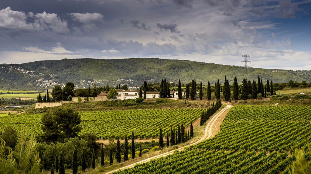 Imagen de la viña de las bodegas Juvé & Camps