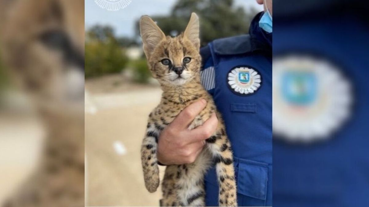 Localizan un serval de sabana africana, felino de tenencia prohibida, en una casa de Madrid Localizan un serval de sabana africana, felino de tenencia prohibida, en una casa de Madrid