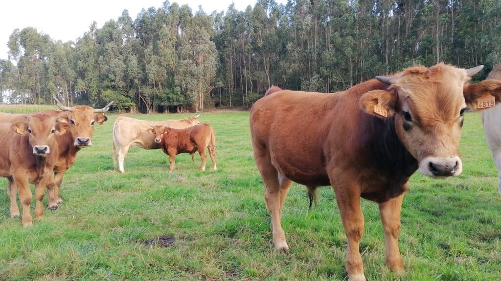 Garzón y la carne provocan fisuras en el Gobierno en la primera gran polémica del año