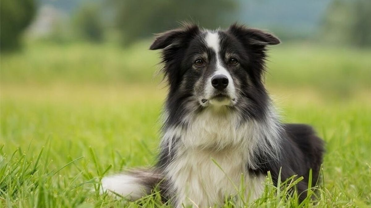 Los maltratadores de animales ya pueden perder la custodia de sus hijos si se separan Los maltratadores de animales ya pueden perder la custodia de sus hijos si se separan
