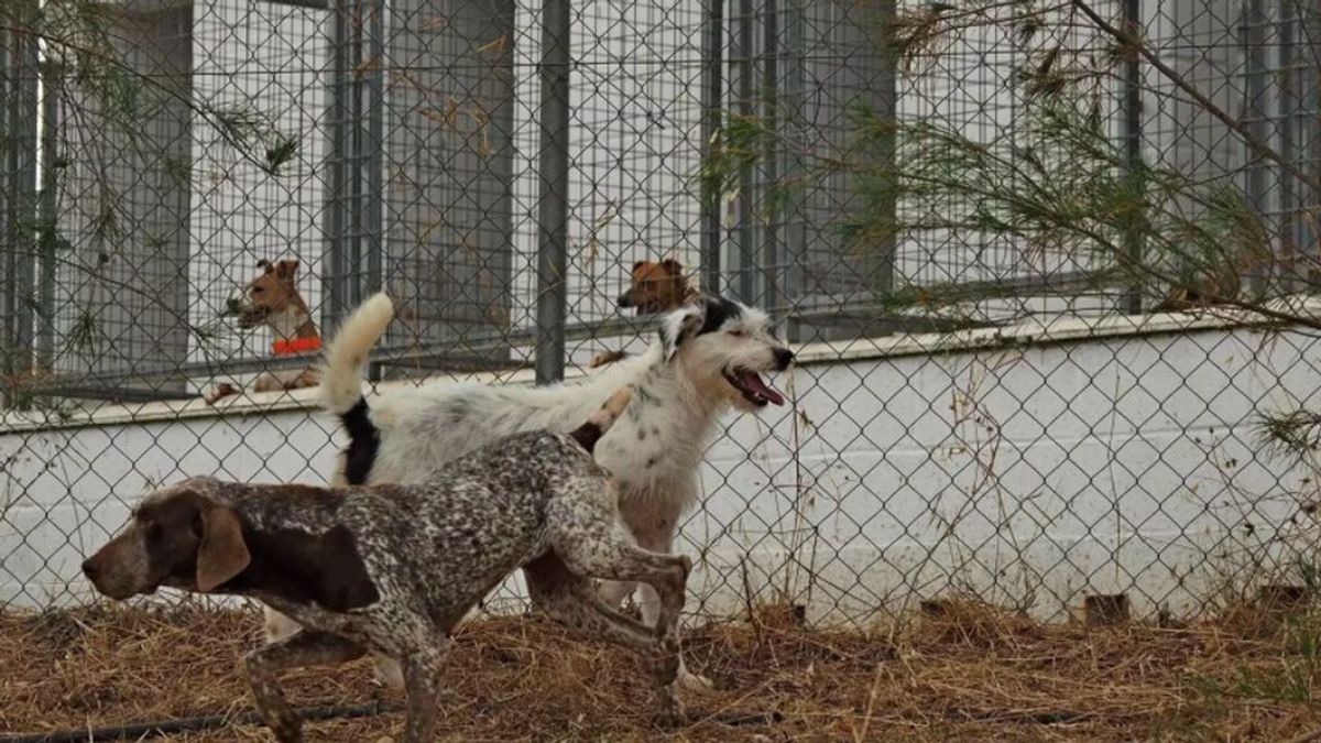 Melilla, en "alerta 1 de rabia", registra el primer caso de perro con esta enfermedad en 2022 y el quinto en 4 meses