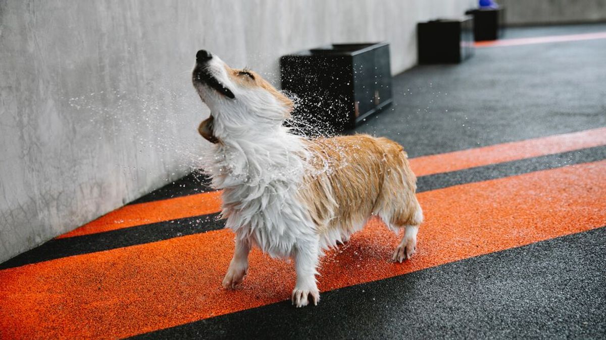 Cada cuánto tiempo se baña un perro Cada cuánto tiempo se baña un perro