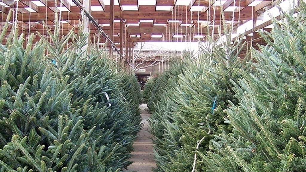 Ourense da una segunda vida a los árboles navideños para replantarlos en la ciudad