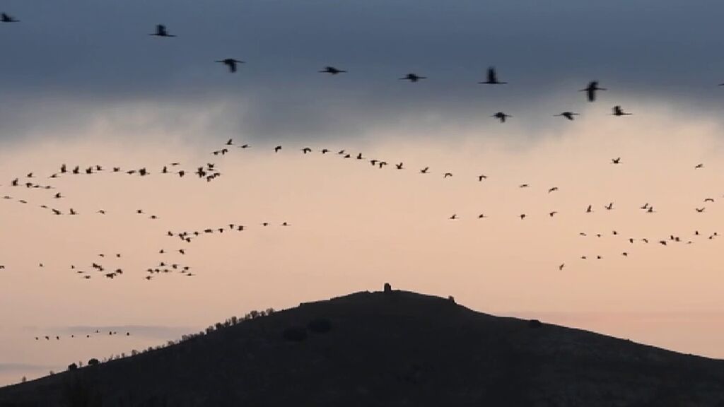 El espectáculo de las grullas de Gallocanta atrae a decenas de amantes de la naturaleza