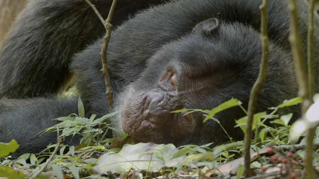 Pablo Alborán se emociona al verse rodeado de chimpancés: "¡Qué pasada!"