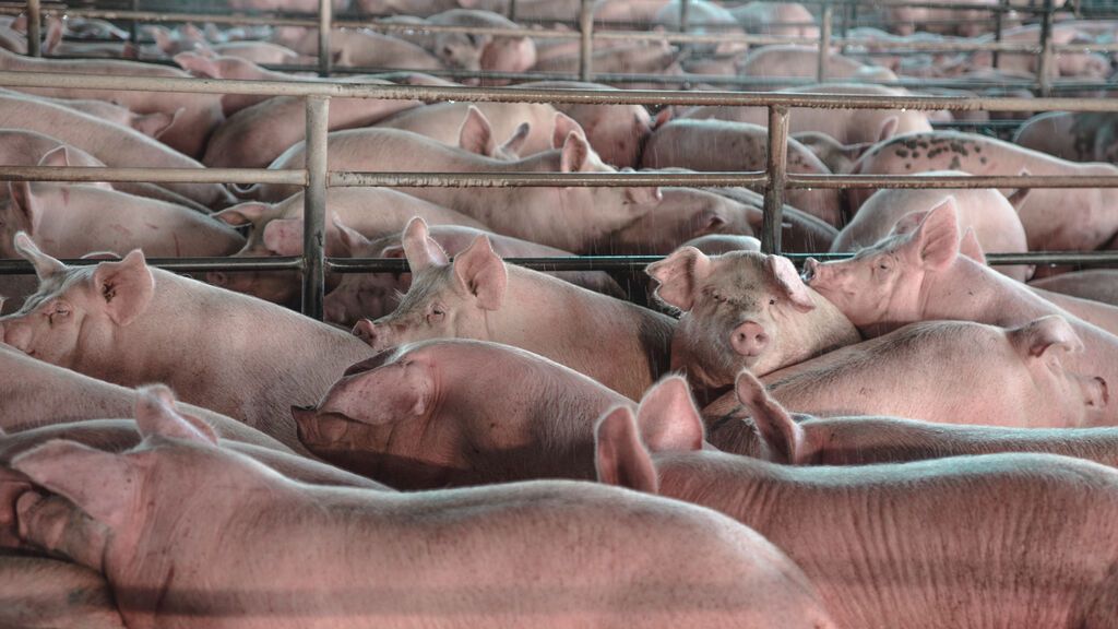 China y la peste porcina explican en parte el auge de las macrogranjas en España