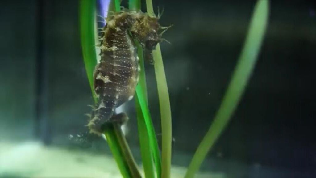 El Aquarium Finisterrae de A Coruña muestra cómo se trata una úlcera de caballito de mar