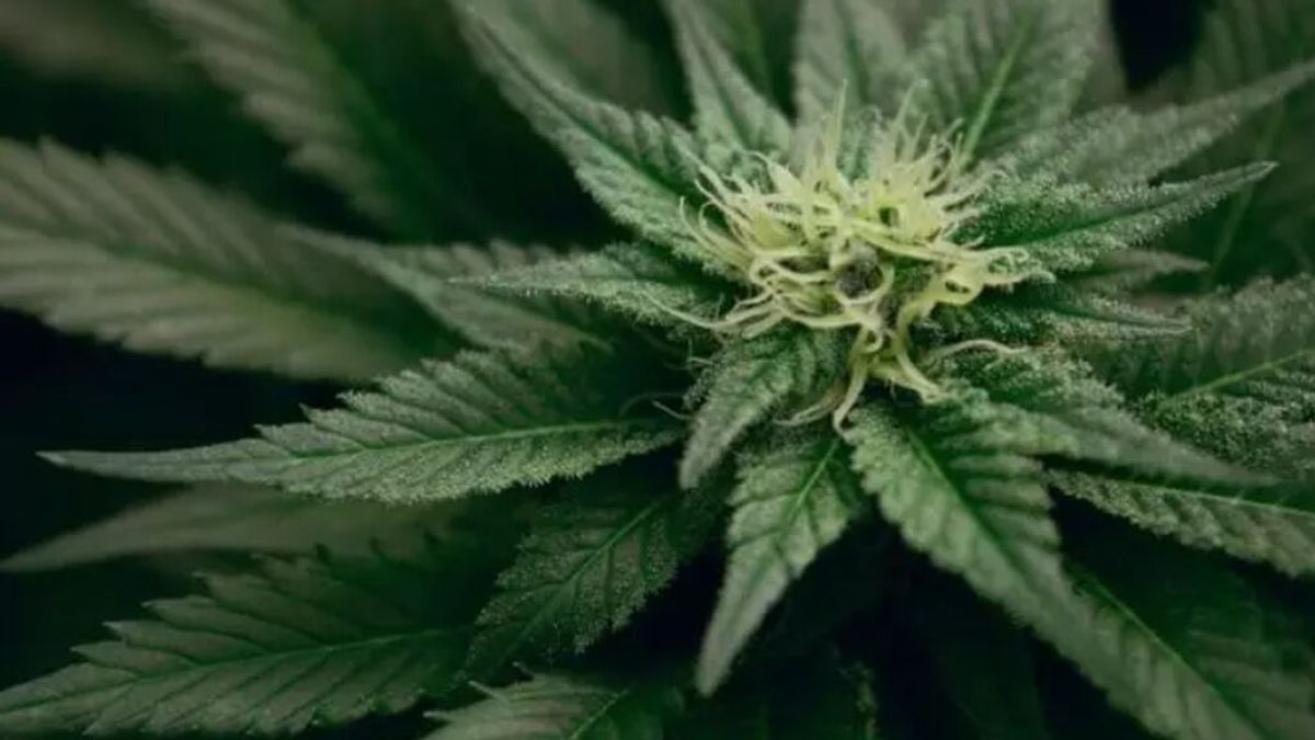 Dos compuestos del cannabis pueden prevenir el covid, según un estudio