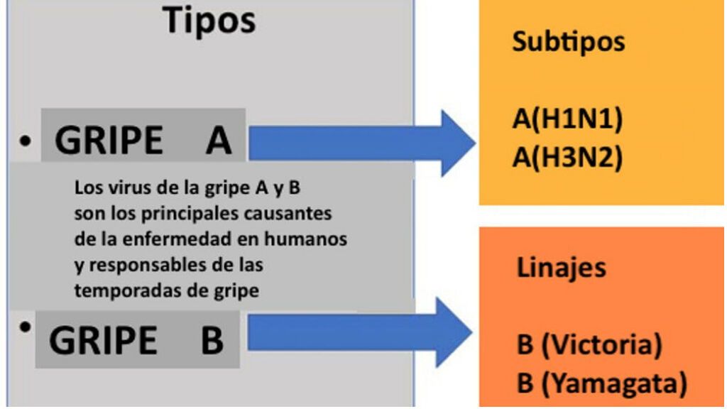 Virus de la gripe estacional humana