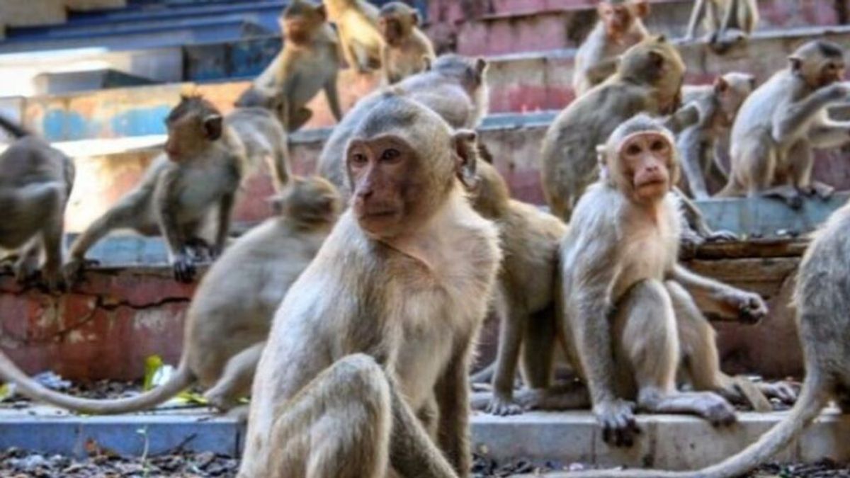 Monos roban un bebé de dos meses y lo ahogan en un tanque de agua en la India