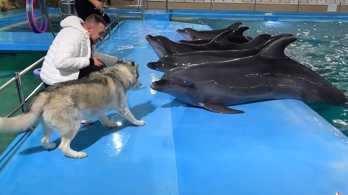 La emotiva reacción viral de un husky al conocer a unos delfines